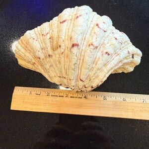 Large Textured Seashell Decor